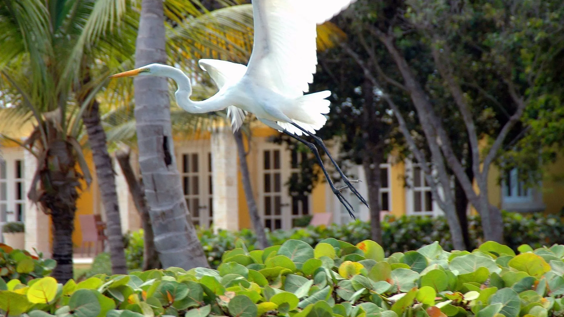 Tortuga Bay Hotel Punta Cana Dominican Republic